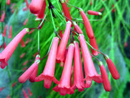 Russelia Equisetiformis, Coral Plant, Firecracker Plant   {1.1m}